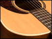 Seagull Coastline Cedar Grand